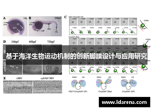 基于海洋生物运动机制的创新脚蹼设计与应用研究