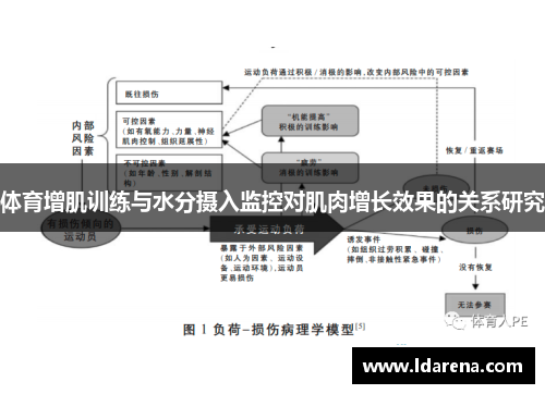 体育增肌训练与水分摄入监控对肌肉增长效果的关系研究