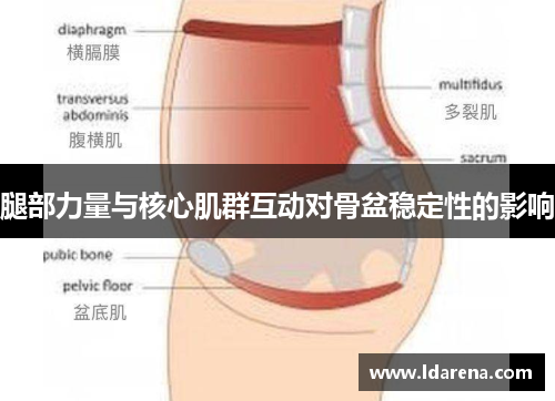 腿部力量与核心肌群互动对骨盆稳定性的影响